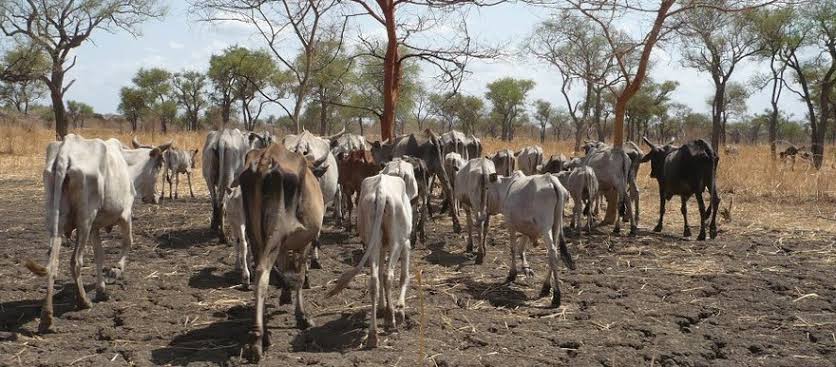 Cattle in a rural South Sudan setting
